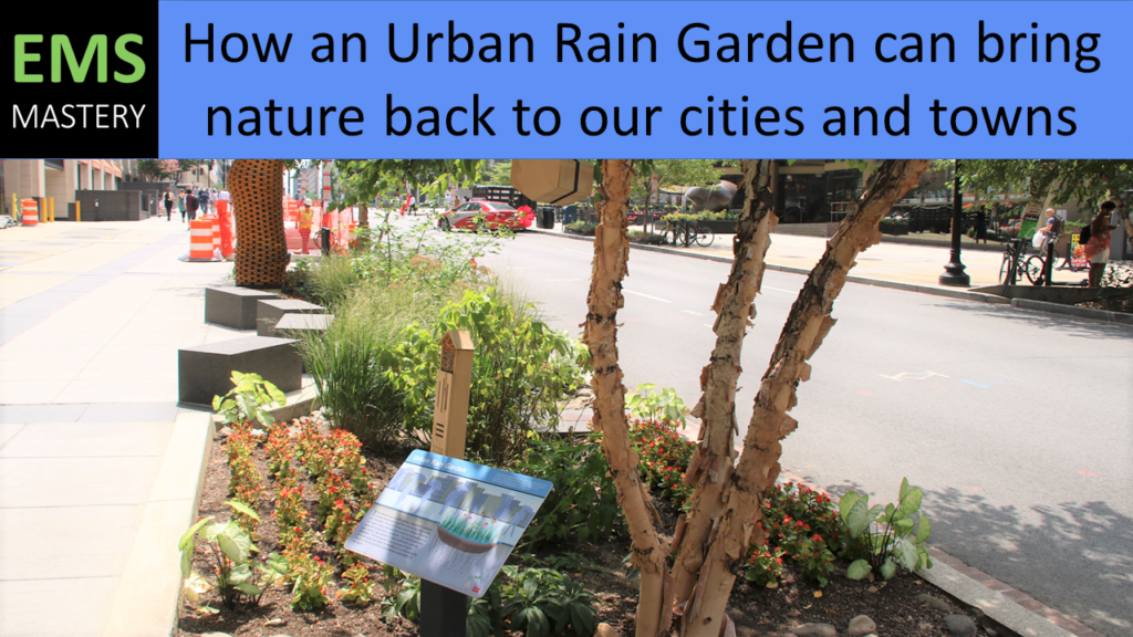 Creating Sustainable Rain Gardens in Urban Environments