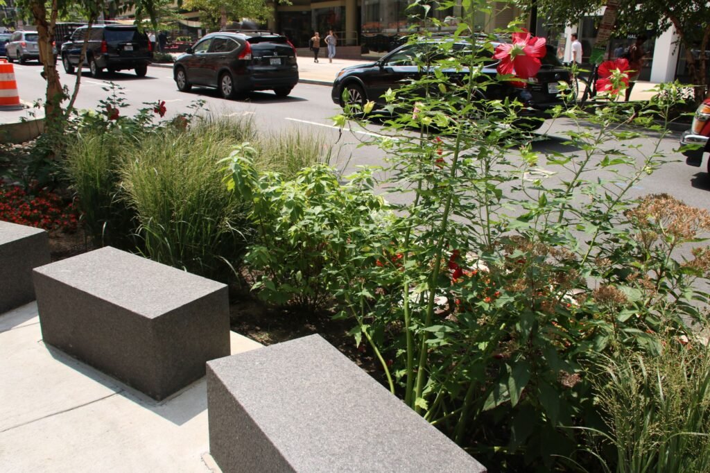 Creating Sustainable Rain Gardens in Urban Environments