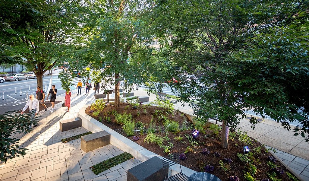 Creating Sustainable Rain Gardens in Urban Environments