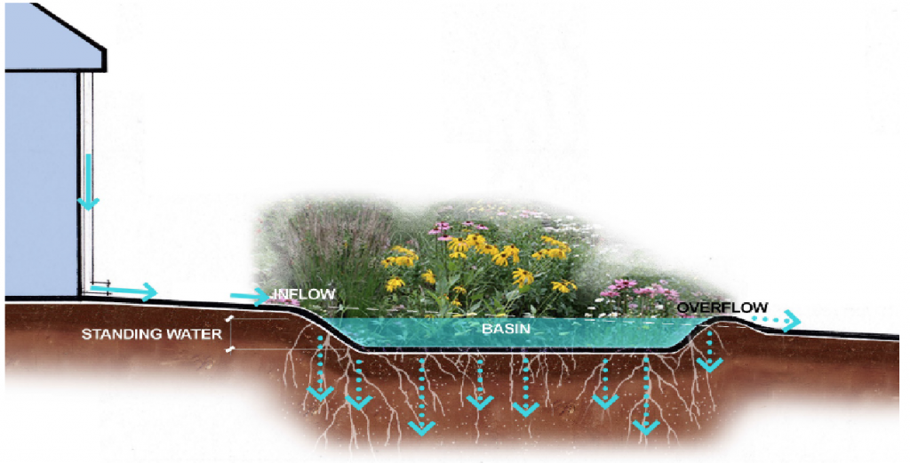 Creating Sustainable Rain Gardens in Urban Environments