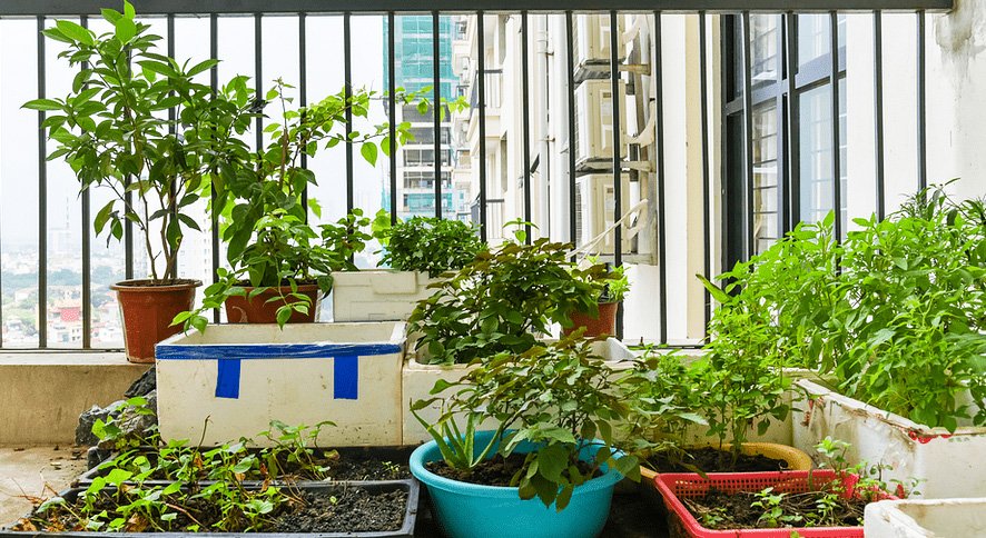 Eco-Friendly Gardening Solutions for Renters