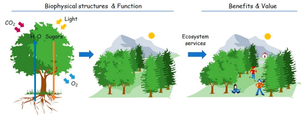 Zero Emission Landscaping: A Sustainable Approach To Greener Spaces