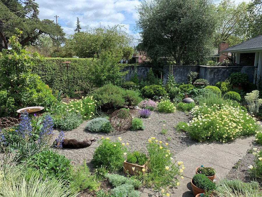 Creating a Drought-Tolerant Landscape for Hot Summers