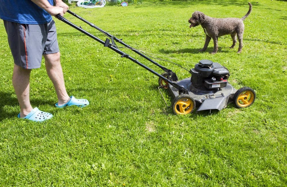 Protecting Pets While Mowing the Lawn