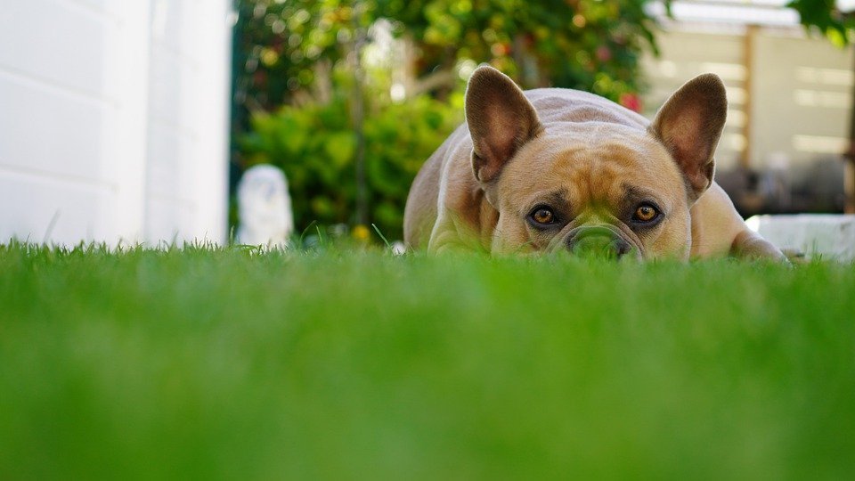 Protecting Pets While Mowing the Lawn